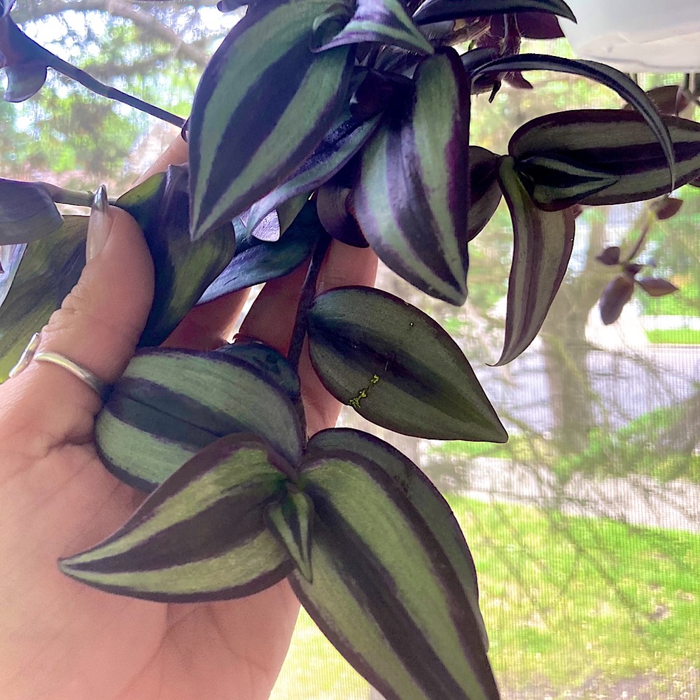 Tradescantia zebrina - wandering dude live cutting